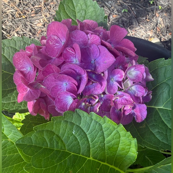hippiehydrangea